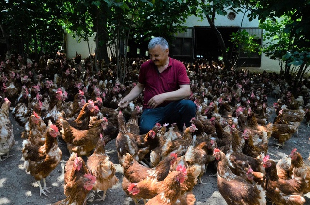 Ek gelir getirsin diye başladı, aylık yaklaşık 30 bin organik yumurta üretiyor Ek gelir getirsin diye başladı, aylık yaklaşık 30 bin organik yumurta üretiyor