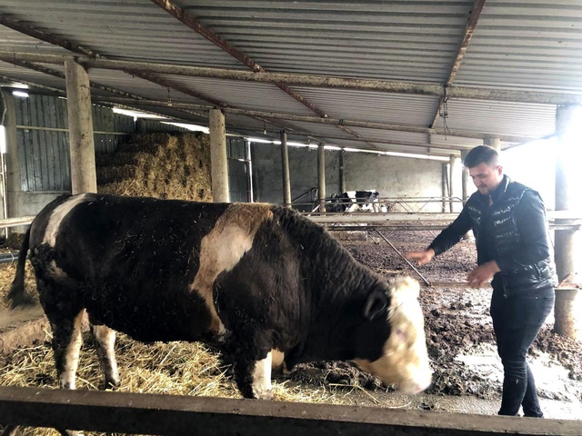 Korkudan ahırdan dışarı çıkaramıyorlar! 1 ton 300 kiloluk dev kurbanlık alıcısını bekliyor Korkudan ahırdan dışarı çıkaramıyorlar! 1 ton 300 kiloluk dev kurbanlık alıcısını bekliyor