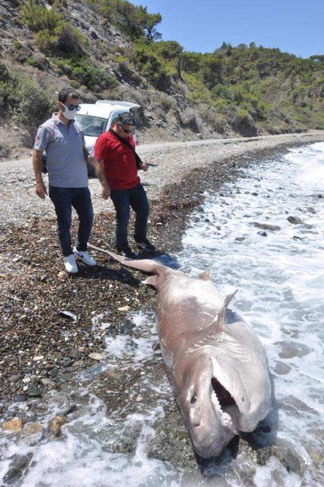 Vatandaşlar gözlerine inanamadı! Datça'da 3 metre boyundaki köpek balığı kıyıya vurdu