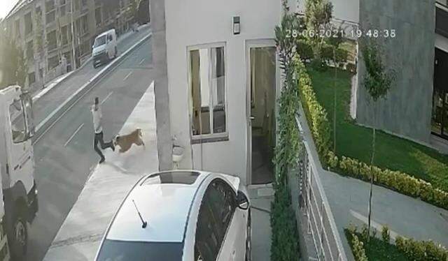 Havlayan köpekten korkup yola atlayınca hızla gelen kamyonun çarpmasıyla ağır yaralandı Havlayan köpekten korkup yola atlayınca hızla gelen kamyonun çarpmasıyla ağır yaralandı