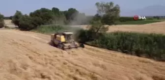 Iğdır'da buğday hasadı başladı