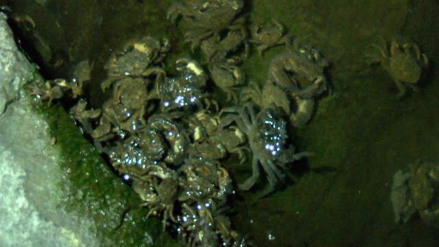 Gece gölün etrafında yürüyen vatandaşlar fark etti! Küçükçekmece Gölü'nde balık ve yengeçler kıyıya vurdu Gece gölün etrafında yürüyen vatandaşlar fark etti! Küçükçekmece Gölü'nde balık ve yengeçler kıyıya vurdu