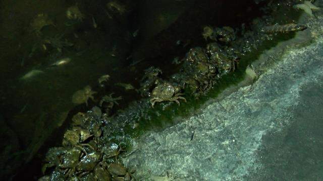 Gece gölün etrafında yürüyen vatandaşlar fark etti! Küçükçekmece Gölü'nde balık ve yengeçler kıyıya vurdu Gece gölün etrafında yürüyen vatandaşlar fark etti! Küçükçekmece Gölü'nde balık ve yengeçler kıyıya vurdu