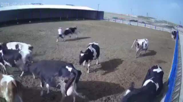 Boğa saldırısı kameralarda! Boynuzlarını bir anda çobanın karnına geçirdi Boğa saldırısı kameralarda! Boynuzlarını bir anda çobanın karnına geçirdi