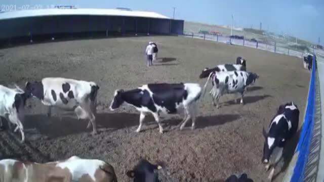 Boğa saldırısı kameralarda! Boynuzlarını bir anda çobanın karnına geçirdi Boğa saldırısı kameralarda! Boynuzlarını bir anda çobanın karnına geçirdi