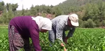 Tescilli 'Kale biberi'nde hasat başladı