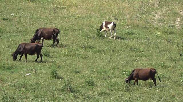 Bir zamanlar balık tutulan Altınkaya Barajı tarım arazisine dönüştü Bir zamanlar balık tutulan Altınkaya Barajı tarım arazisine dönüştü