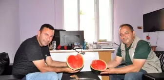 Karacabey'de karpuz hasadı başlıyor