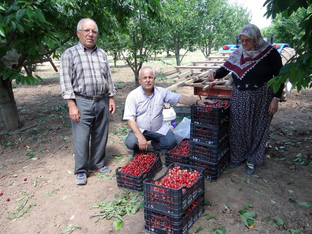 Tarlada 5, markette 20 lira! Kiraz üreticileri isyanda