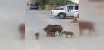 Turistik ilçedeki domuz sürüsü şaşırttı