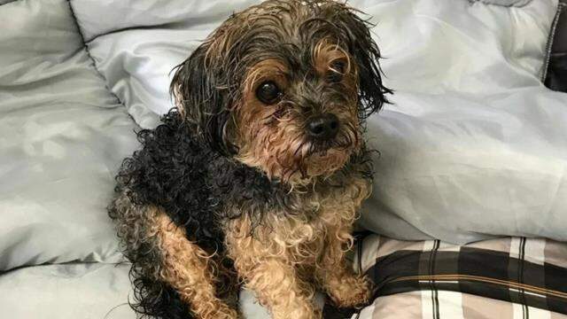 7 yıl önce kaybolan köpek, 28 Haziran'da evinden yüzlerce kilometre uzaklıkta bulundu