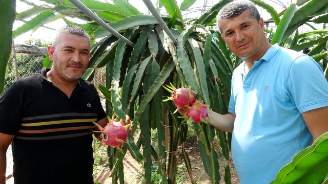 Babası için yetiştirmeye başladığı ejder meyvesinin tanesini 90 liradan satıyor Babası için yetiştirmeye başladığı ejder meyvesinin tanesini 90 liradan satıyor