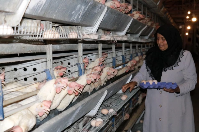 Bakan Pakdemirli tavukları telef olan kadın girişimciye verdiği sözü yerine getirdi