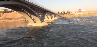 Şırnak'ta su samuru görüntülendi