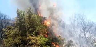 Son dakika haberi... Makilik alandaki korkutan yangın kontrol altında