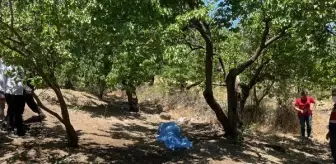Kayısı toplamaya gitti, bahçede ölü bulundu