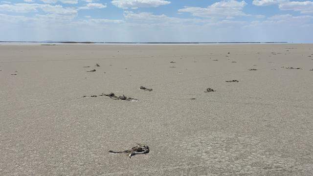 Binlerce flamingo yavrusunun öldüğü Tuz Gölü için Valilik harekete geçti Binlerce flamingo yavrusunun öldüğü Tuz Gölü için Valilik harekete geçti