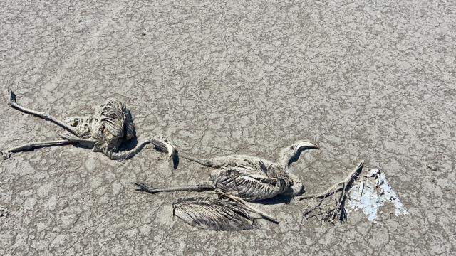 Binlerce flamingo yavrusunun öldüğü Tuz Gölü için Valilik harekete geçti Binlerce flamingo yavrusunun öldüğü Tuz Gölü için Valilik harekete geçti