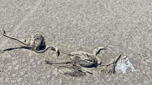 Flamingo ölümleri Bakanlığı harekete geçirdi! Bakan Pakdemirli'den ilk açıklama geldi: Hazırlanan ilk rapora göre herhangi bir zehirlenme yok Flamingo ölümleri Bakanlığı harekete geçirdi! Bakan Pakdemirli'den ilk açıklama geldi: Hazırlanan ilk rapora göre herhangi bir zehirlenme yok