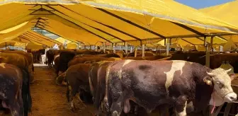 Küçükçekmece'de Kurban Bayramı için tüm önlemler alındı