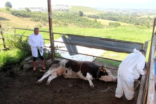 1 tonluk huysuz boğayı tek başına yatırdı! İşte rölef tekniği ve detayları