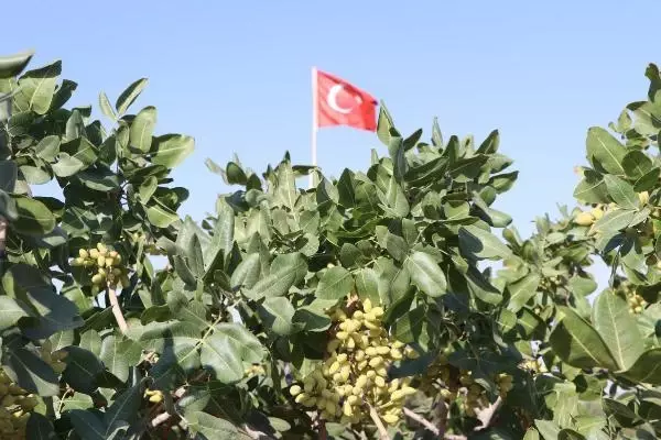 Güneydoğu'da Antep fıstığı hasadı başladı! Bekçiler hırsızlara karşı ellerinde tüfeklerle 24 saat nöbette