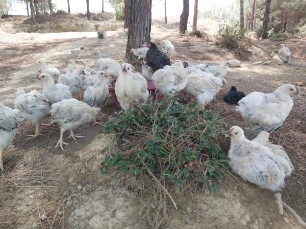 Seyhan Baraj Gölü'nde yüzlerce civciv ölüme terk edildi