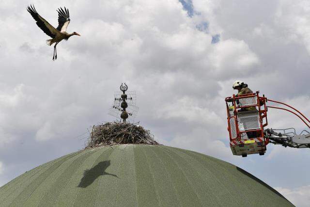 Leylek yavrularına kubbe üstünde tedavi Leylek yavrularına kubbe üstünde tedavi