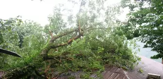 Giresun'da yağış nedeniyle devrilen ağaç eve zarar verdi