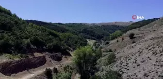 Kelebek gözlemcisi ve fotoğraf sanatçısı Yalçın: 'Gümüşhane'de kelebek popülasyonu yok oluşun eşiğinde'
