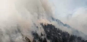 Kayseri'de orman yangını
