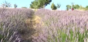 Köydeki lavanta tarlası fotoğraf tutkunlarının ilgi odağı