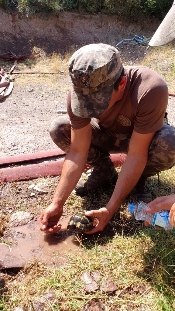 Yangından etkilenen kaplumbağaya elleriyle su içiren Özel Harekat Polisleri, İl Emniyet Müdürü Veysel Tipioğlu'ndan kutlama aldı