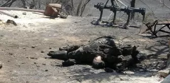 Son dakika haber... Sarılar'da yeniden yükselen alevler evleri tehdit etti, mahalleli sokağa döküldü