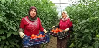 Isparta'da yayla şartlarında domates hasadı