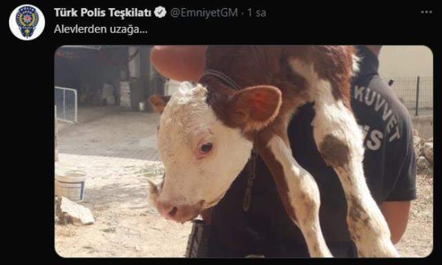 Kahraman polisimiz masum bir canı sırtına alarak alevlerden uzağa taşıdı