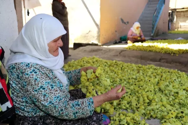 'Çeyrek altın' olarak nitelendirilen bamyada hasat başladı! Kurusunun kilosu 200 lira