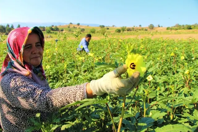 'Çeyrek altın' olarak nitelendirilen bamyada hasat başladı! Kurusunun kilosu 200 lira