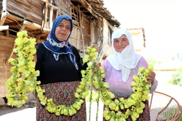 'Çeyrek altın' olarak nitelendirilen bamyada hasat başladı! Kurusunun kilosu 200 lira