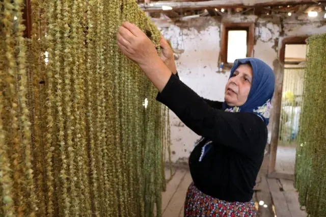 'Çeyrek altın' olarak nitelendirilen bamyada hasat başladı! Kurusunun kilosu 200 lira