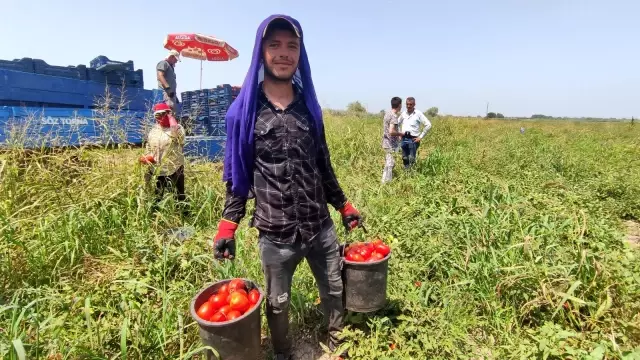 Domates fiyatları tarlada 50 kuruş, markette 5 lira! Üretici isyanda