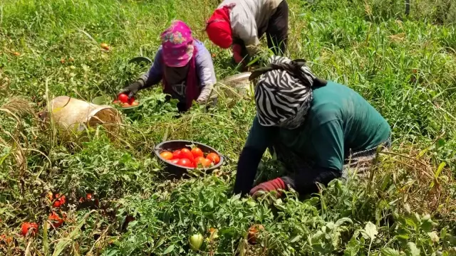 Domates fiyatları tarlada 50 kuruş, markette 5 lira! Üretici isyanda