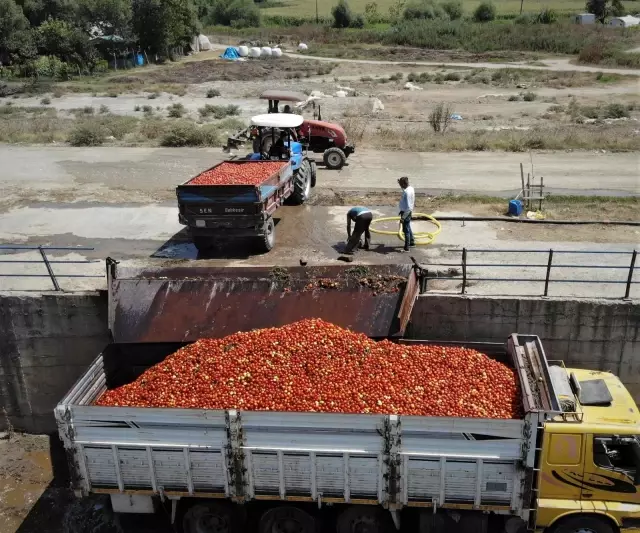 Domates fiyatları tarlada 50 kuruş, markette 5 lira! Üretici isyanda