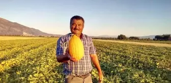 Sarı rengi ve tadıyla ünlü Dodurga kavunu sofralarla buluştu