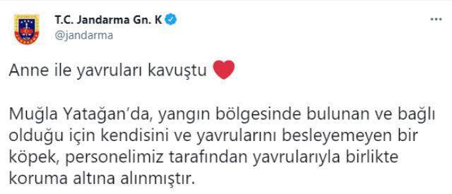 Günlerdir aç olan anne köpek ve yavrularını asker böyle kurtardı Günlerdir aç olan anne köpek ve yavrularını asker böyle kurtardı