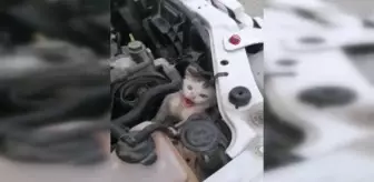 Son dakika haberi... Otomobilin motor kısmına sıkışan kediyi itfaiye kurtardı