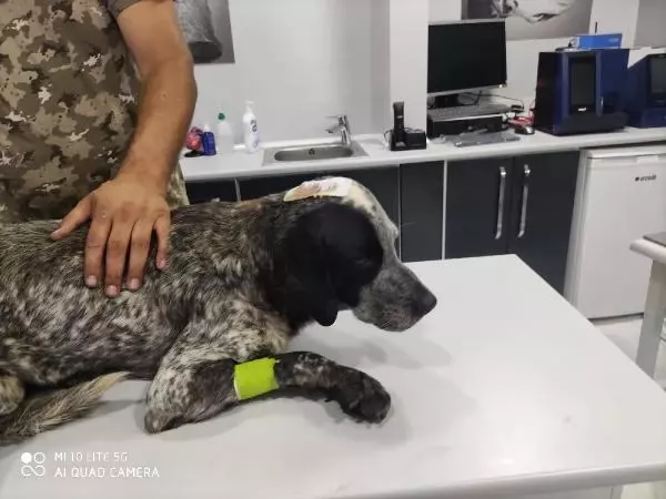 Civcivlerini kovaladığı gerekçesiye sokak köpeği Duman'ı sopayla öldüresiye dövdü! İnsanlık dışı olay kamerada