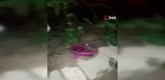 Kütahya'da kedi, mamalarını yiyen kirpilerin başında böyle bekledi