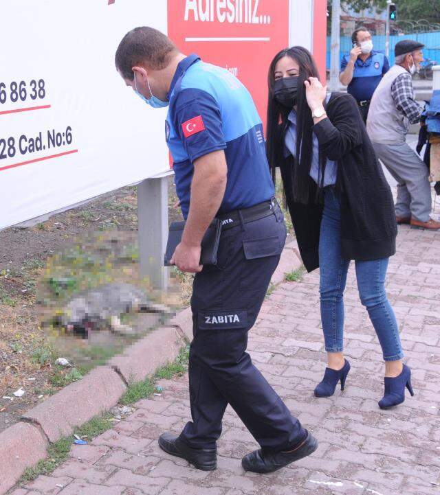 Vicdansızlıkta sınır tanımadılar! Gözlerini oydukları köpeğin, çenesini sert cisimle kırdılar Vicdansızlıkta sınır tanımadılar! Gözlerini oydukları köpeğin, çenesini sert cisimle kırdılar