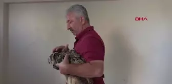 Bitkin haldeki puhuyu köpekten kurtarıp, ekiplere teslim etti